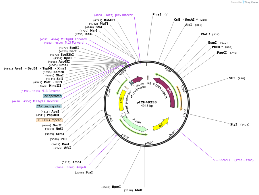 48023-plasmid-map-sequence-id-69023