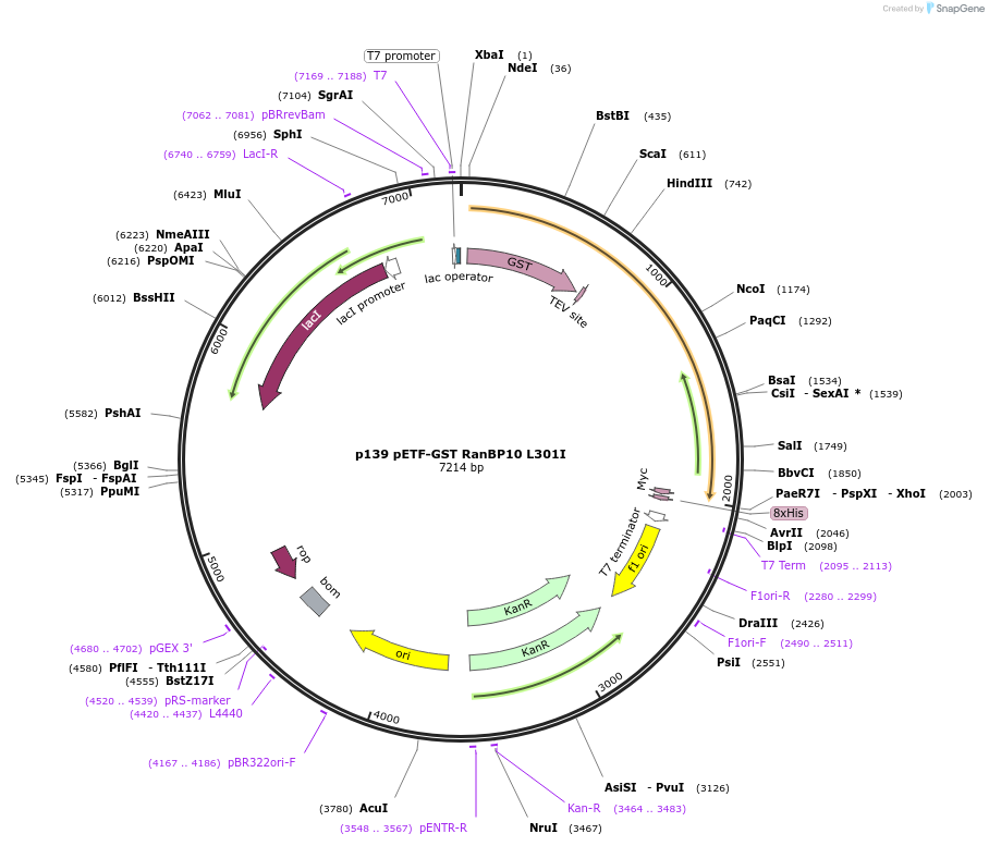 11092-plasmid-map-sequence-id-6903