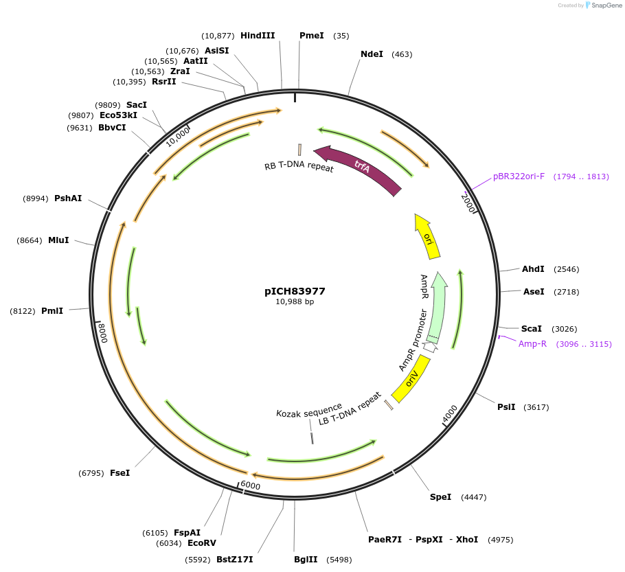 48031-plasmid-map-sequence-id-69031