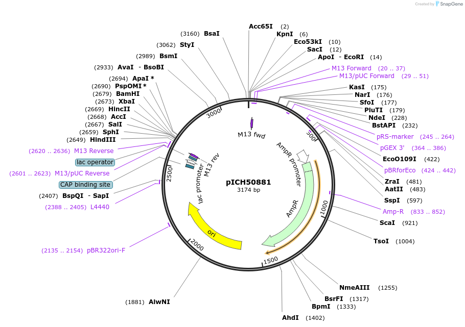 48045-plasmid-map-sequence-id-69045