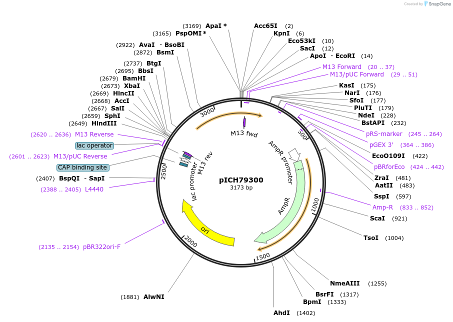 48063-plasmid-map-sequence-id-69063