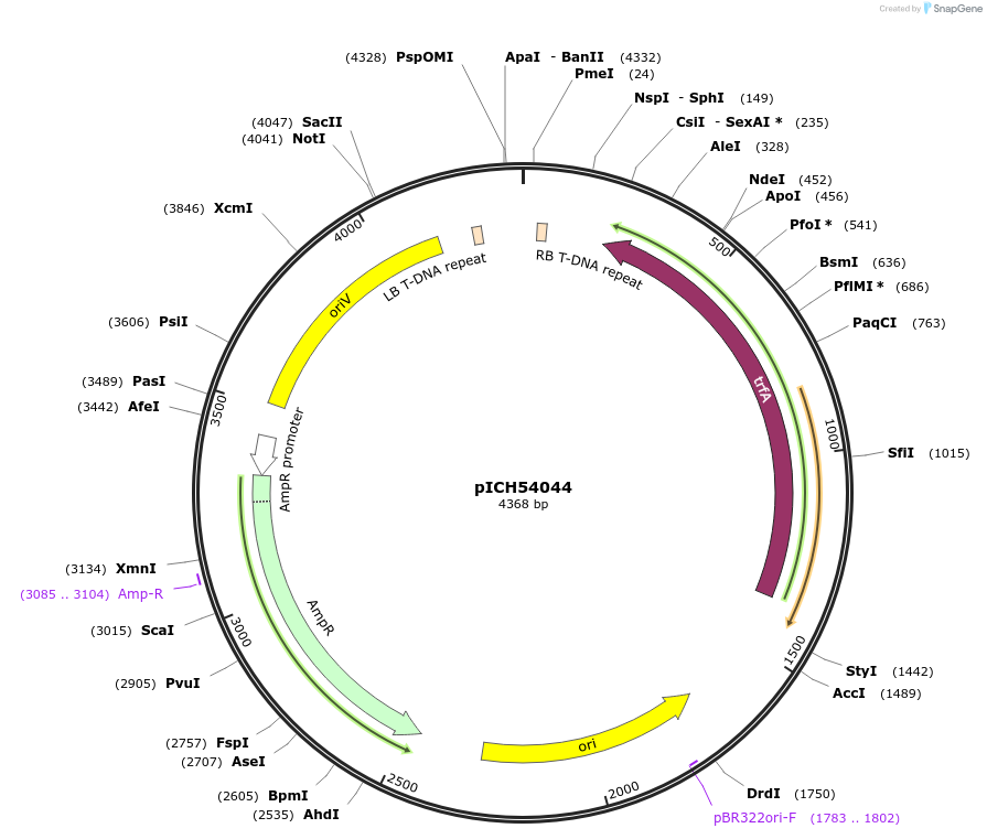 48068-plasmid-map-sequence-id-69068