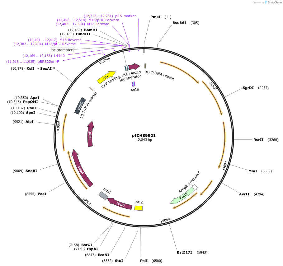 48072-plasmid-map-sequence-id-69072
