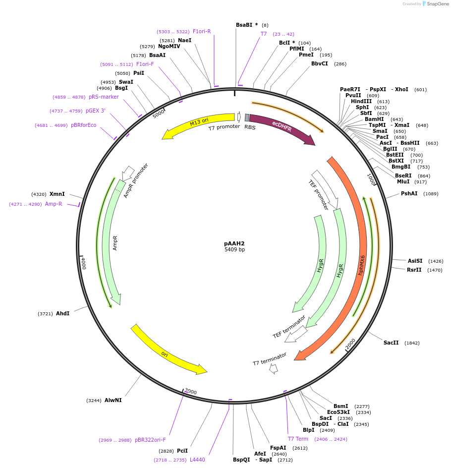 41826-plasmid-map-sequence-id-69077