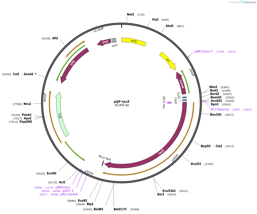 48094-plasmid-map-sequence-id-69087