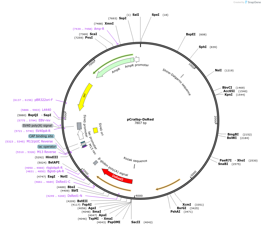 11158-plasmid-map-sequence-id-6915