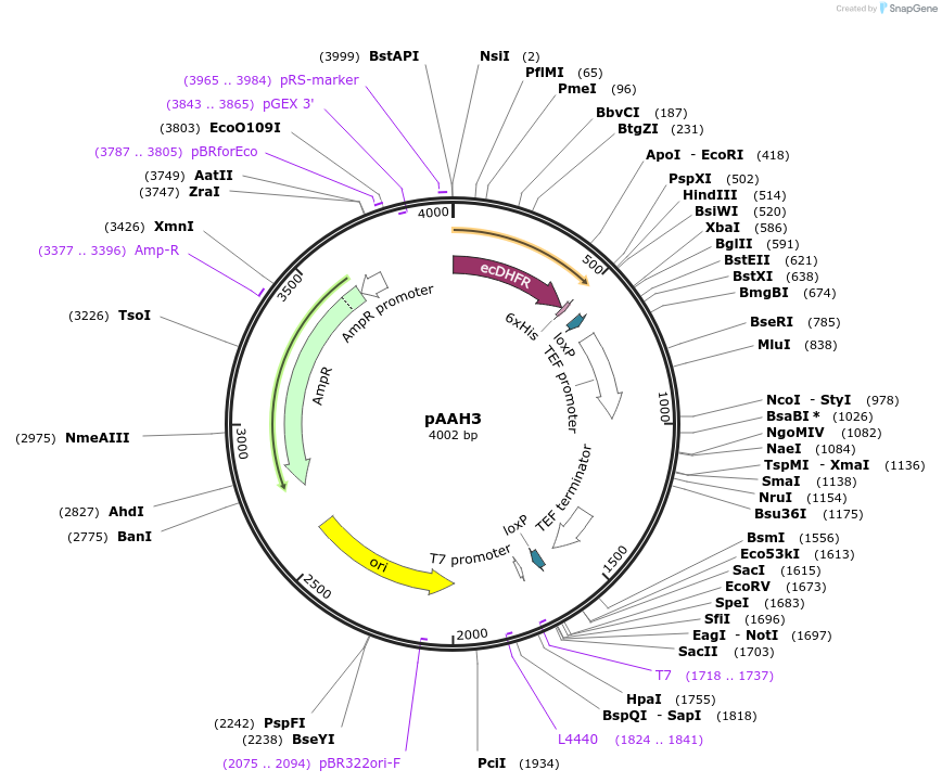 41827-plasmid-map-sequence-id-69168