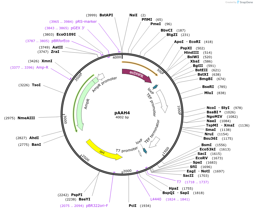 41828-plasmid-map-sequence-id-69199