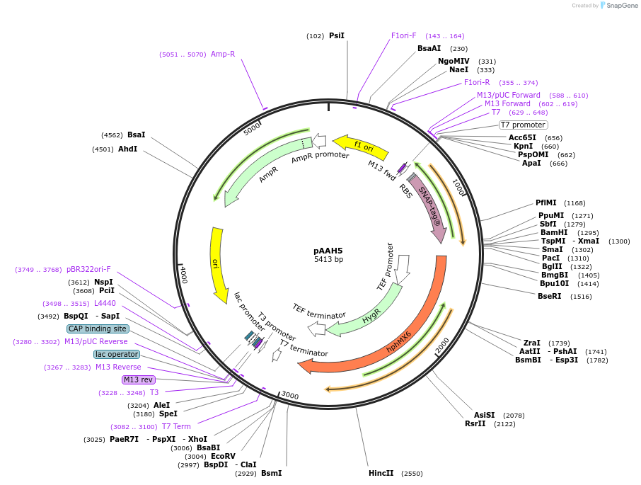 41829-plasmid-map-sequence-id-69202
