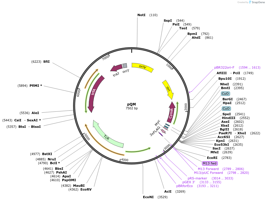 48097-plasmid-map-sequence-id-69228
