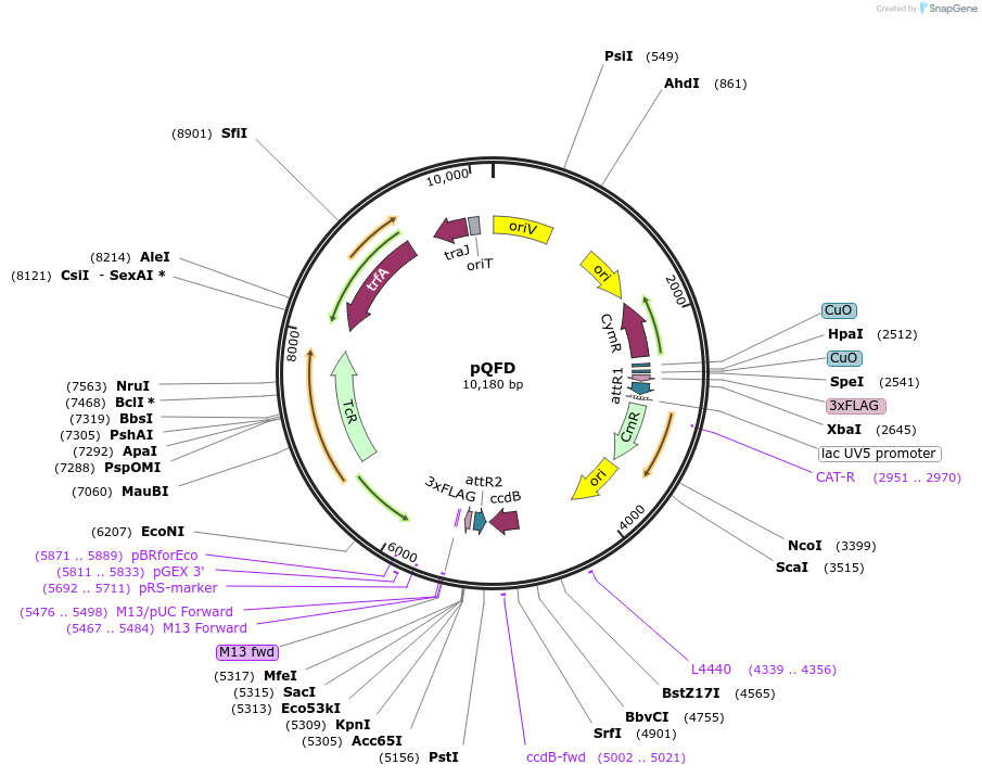 48101-plasmid-map-sequence-id-69232