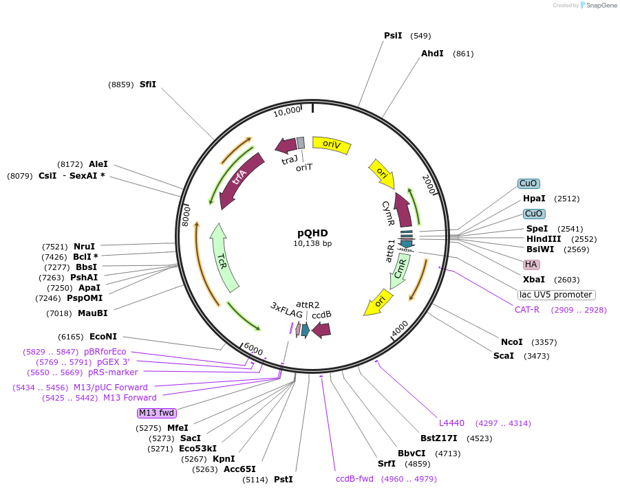 48102-plasmid-map-sequence-id-69233