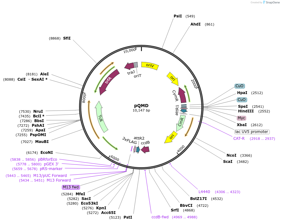48103-plasmid-map-sequence-id-69234