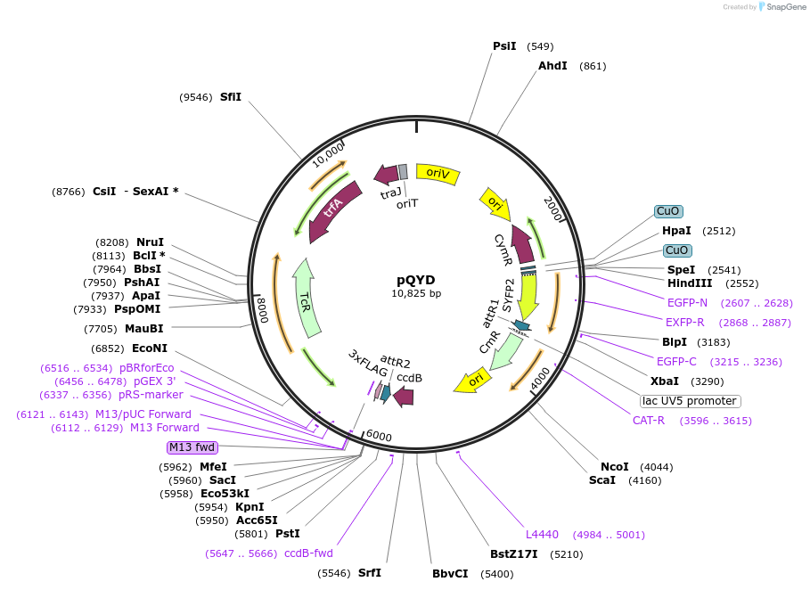 48104-plasmid-map-sequence-id-69235
