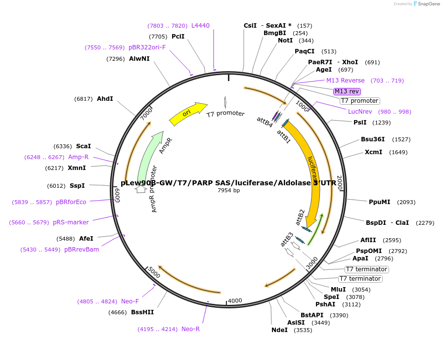 48157-plasmid-map-sequence-id-69267
