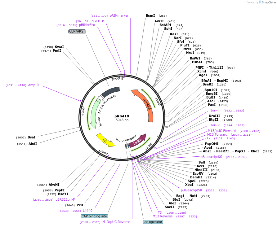 11256-plasmid-map-sequence-id-6930