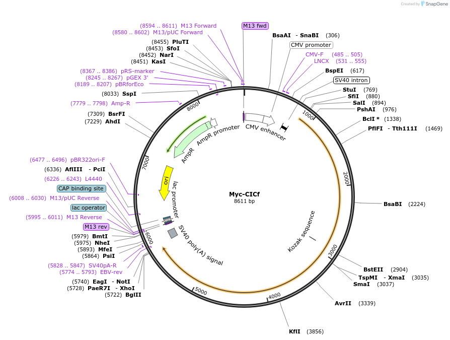 48185-plasmid-map-sequence-id-69304