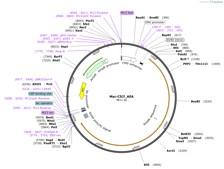 48188-plasmid-map-sequence-id-69307