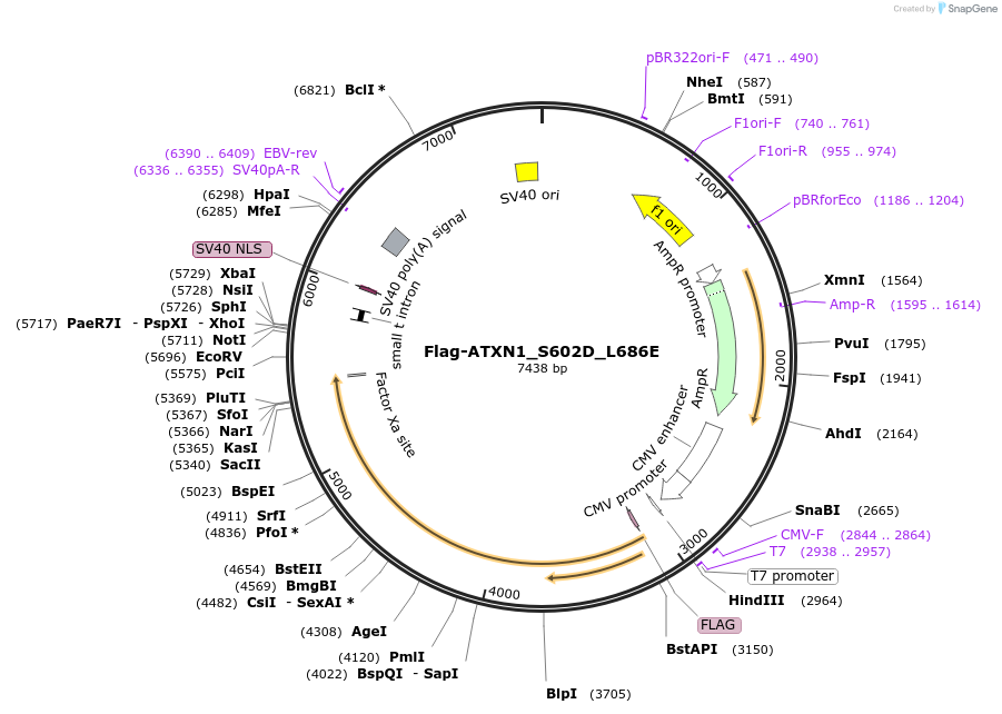 48192-plasmid-map-sequence-id-69311
