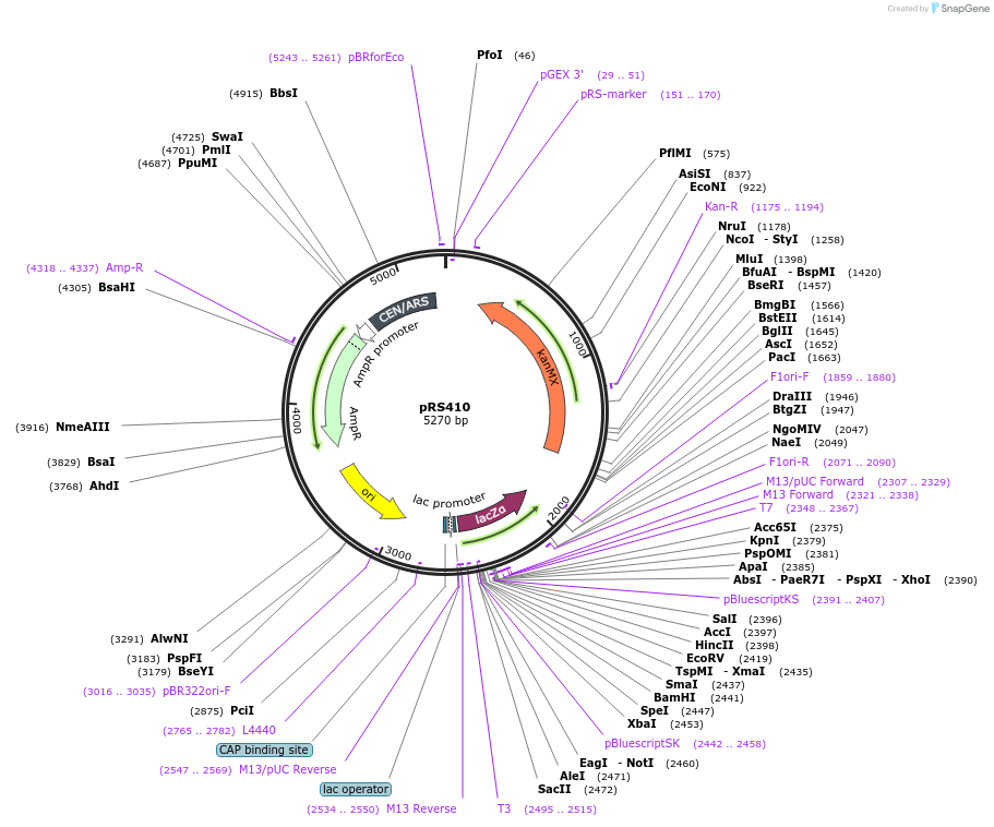 11258-plasmid-map-sequence-id-6932