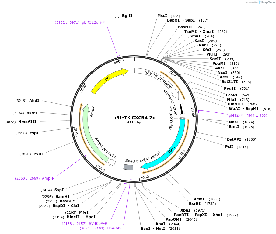 11306-plasmid-map-sequence-id-6934