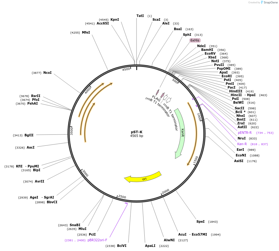 44560-plasmid-map-sequence-id-69375
