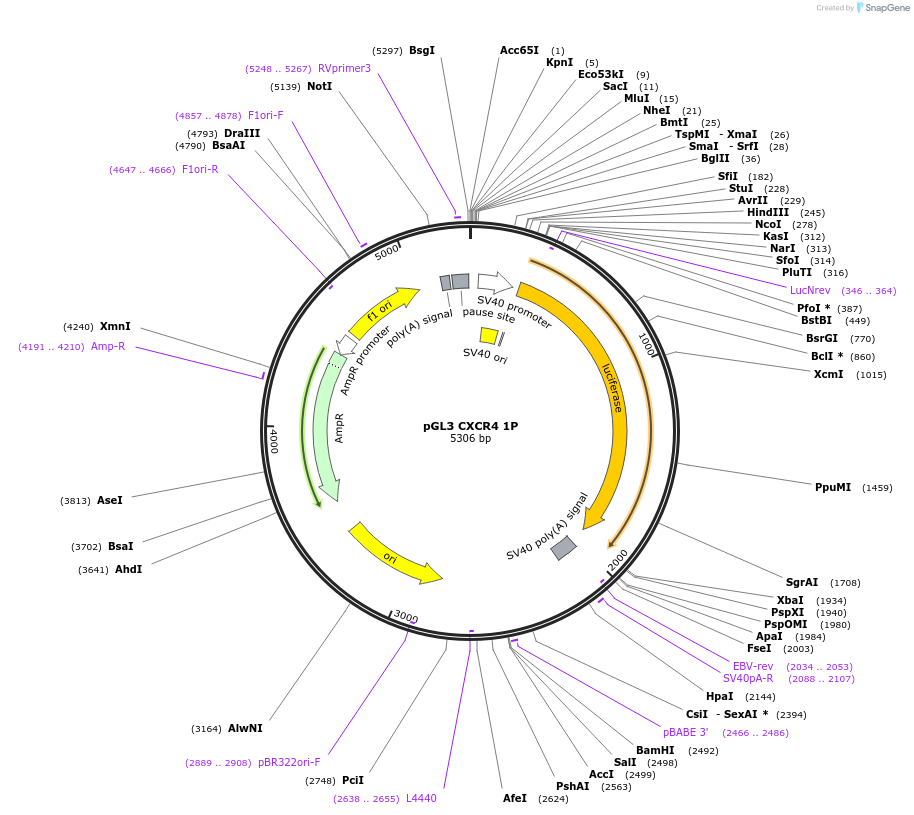11310-plasmid-map-sequence-id-6938