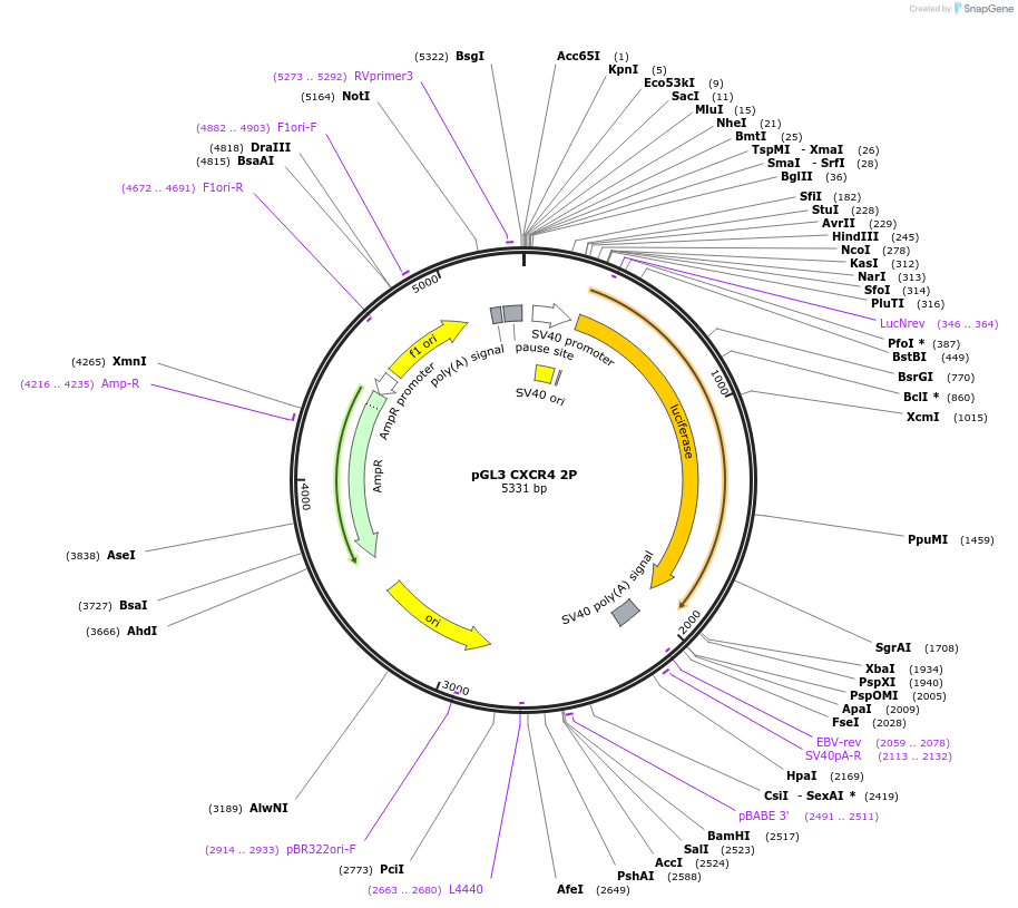 11311-plasmid-map-sequence-id-6939