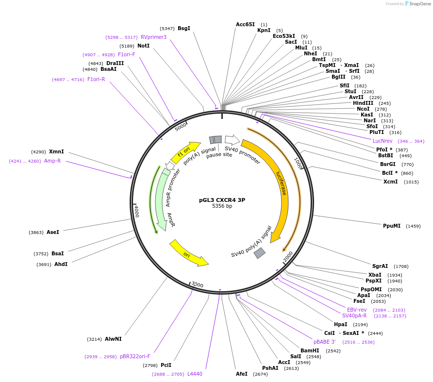 11312-plasmid-map-sequence-id-6940