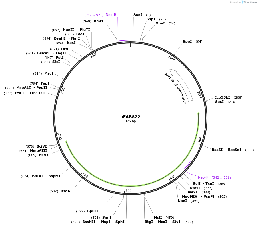 47856-plasmid-map-sequence-id-69481