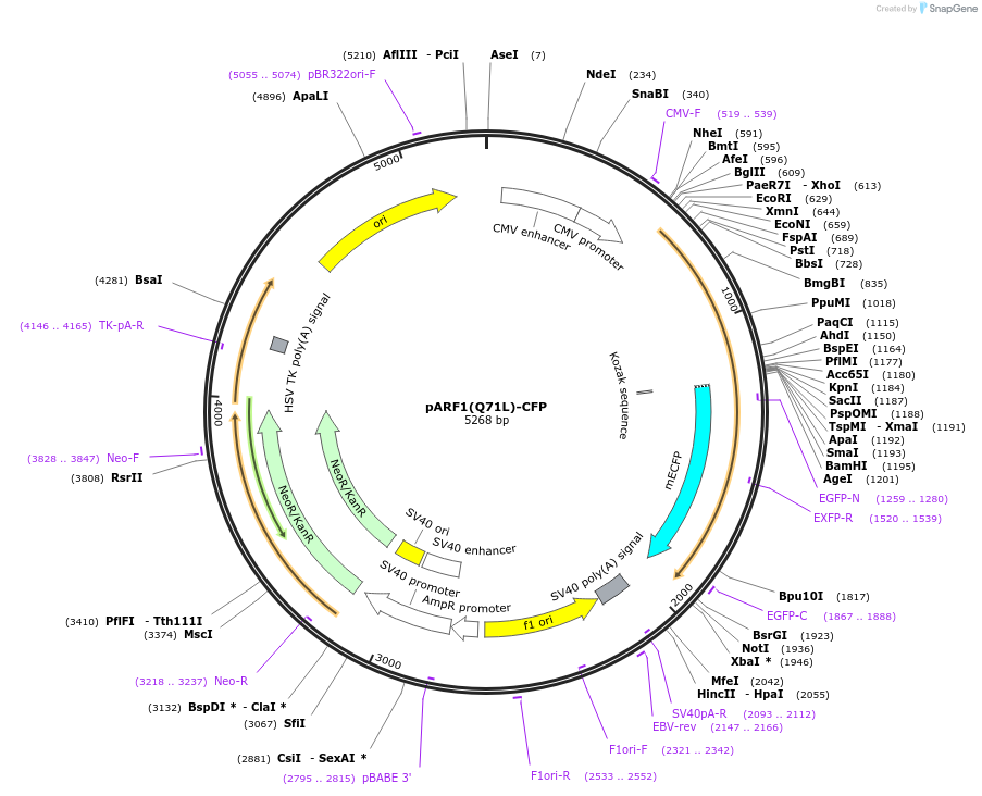 11385-plasmid-map-sequence-id-6949