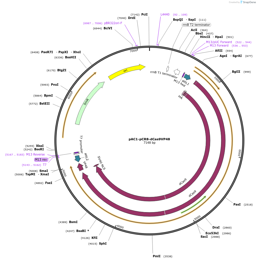 48214-plasmid-map-sequence-id-69493