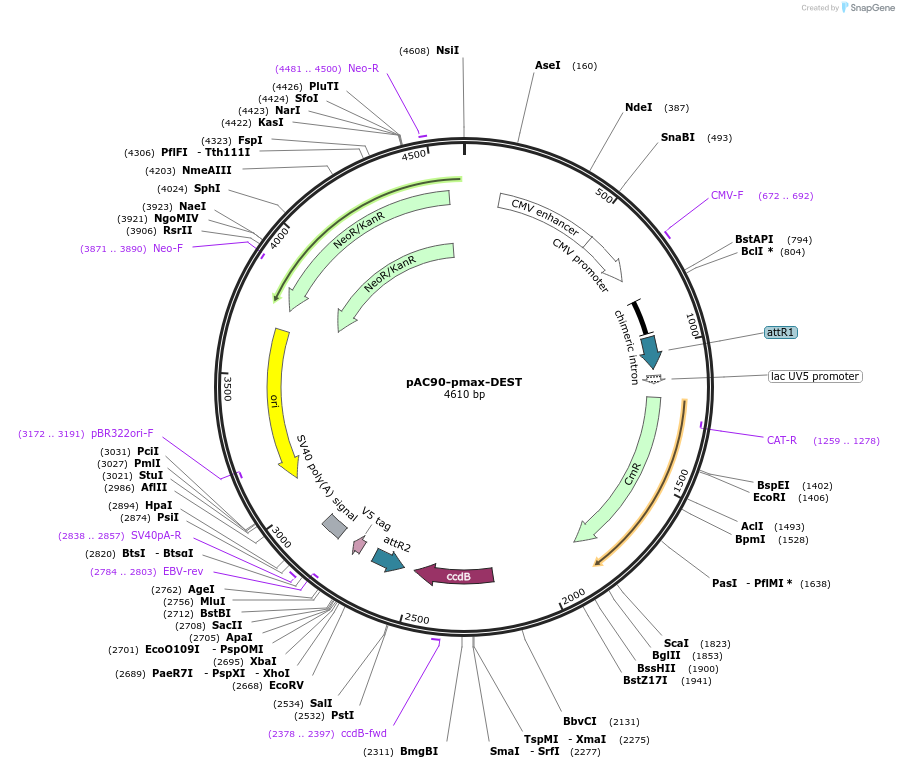 48222-plasmid-map-sequence-id-69507