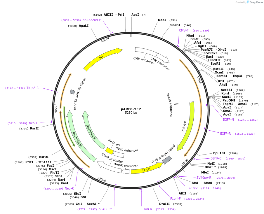 11389-plasmid-map-sequence-id-6953