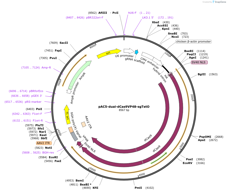 48237-plasmid-map-sequence-id-69544