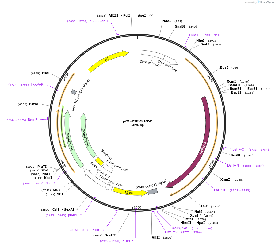 42212-plasmid-map-sequence-id-69554