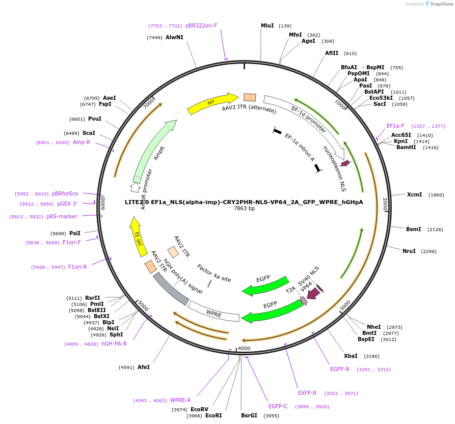 47457-plasmid-map-sequence-id-69629