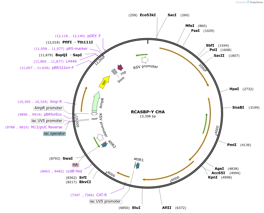 11480-plasmid-map-sequence-id-6965