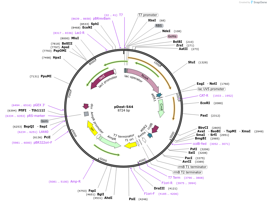 11519-plasmid-map-sequence-id-6969