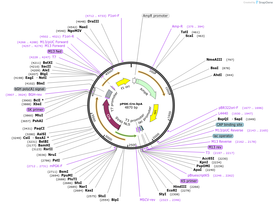 11543-plasmid-map-sequence-id-6971