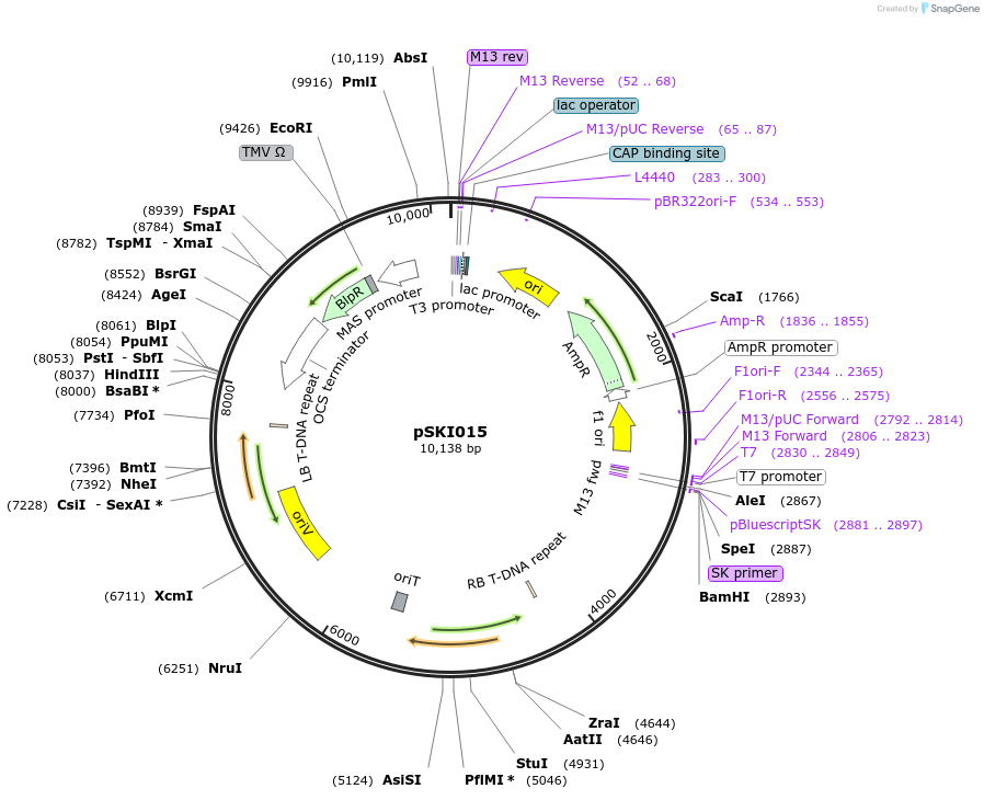 11570-plasmid-map-sequence-id-6975