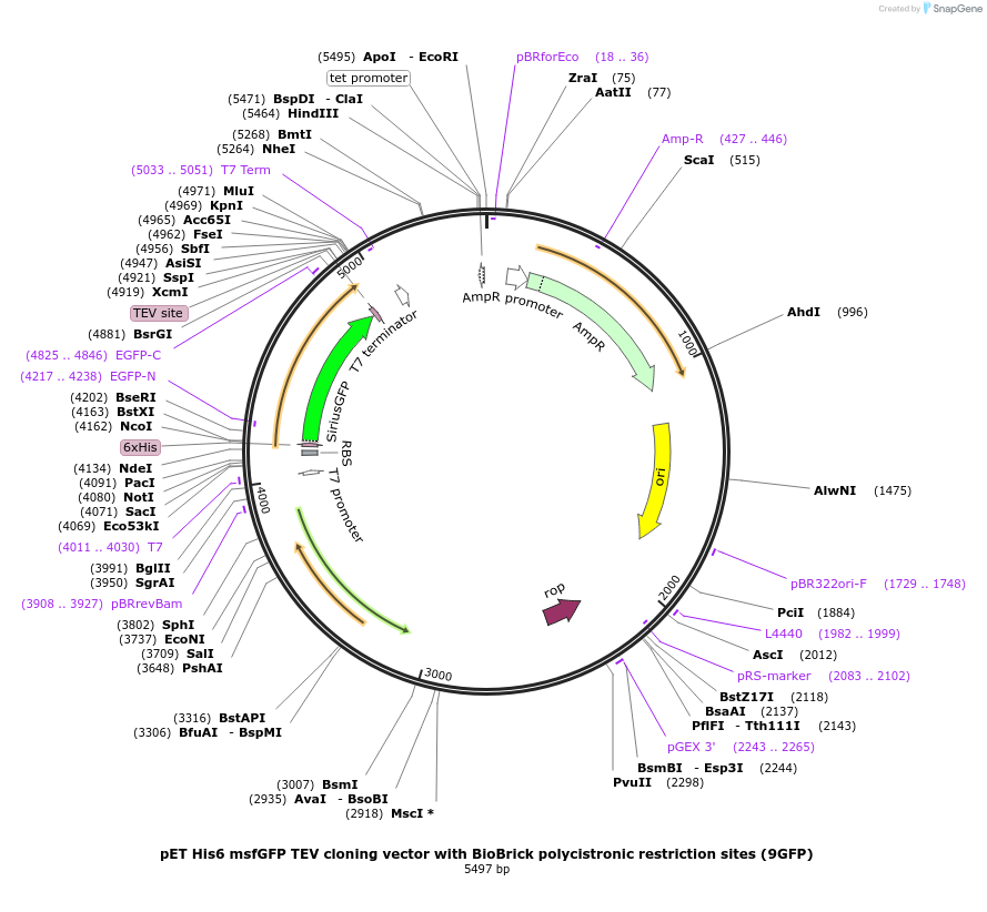 48287-plasmid-map-sequence-id-69769