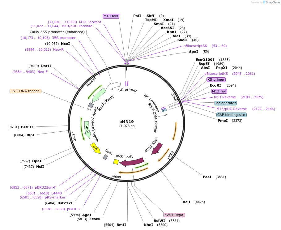 11572-plasmid-map-sequence-id-6977