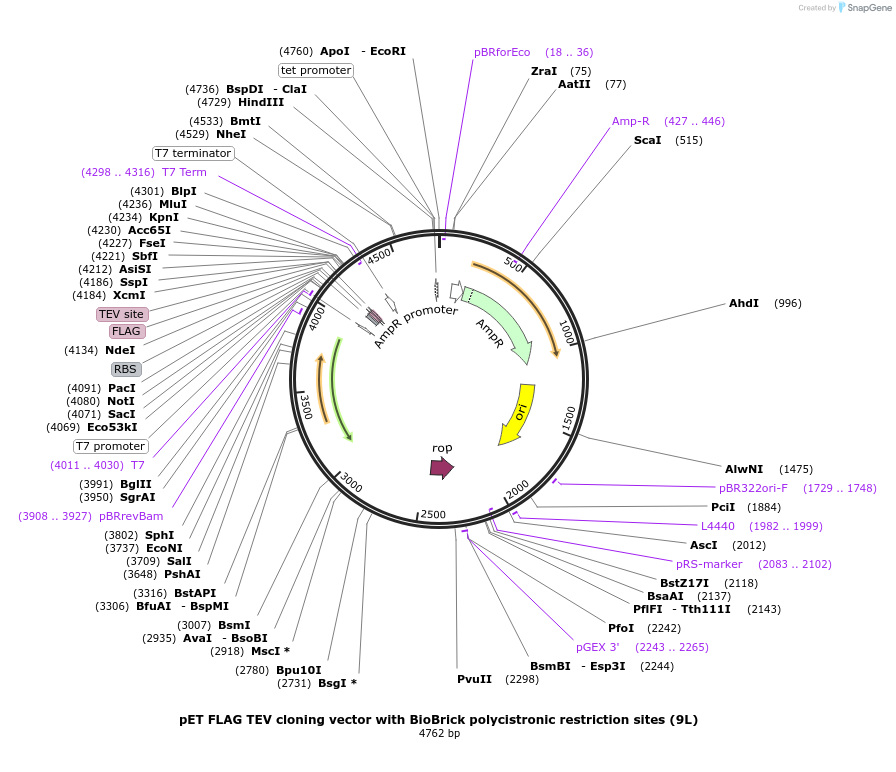 48288-plasmid-map-sequence-id-69770