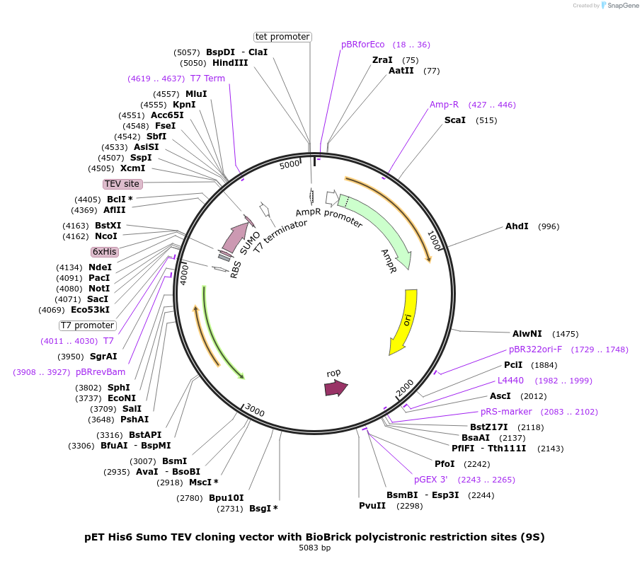 48291-plasmid-map-sequence-id-69773
