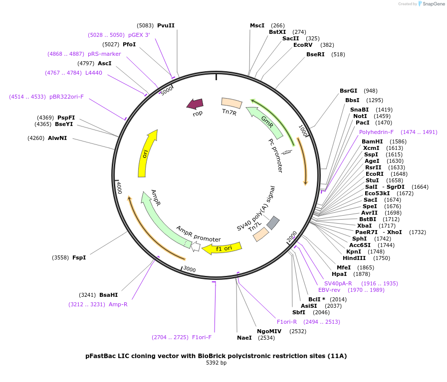 48294-plasmid-map-sequence-id-69776