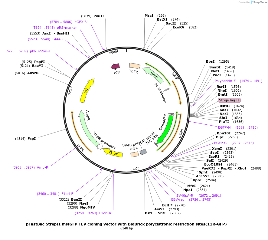 48297-plasmid-map-sequence-id-69779