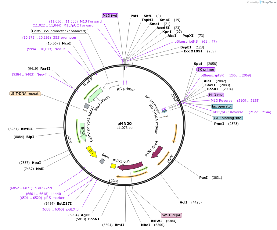11573-plasmid-map-sequence-id-6978