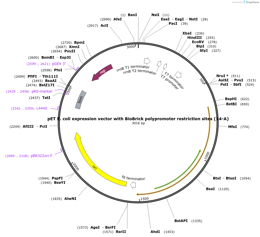 48307-plasmid-map-sequence-id-69789