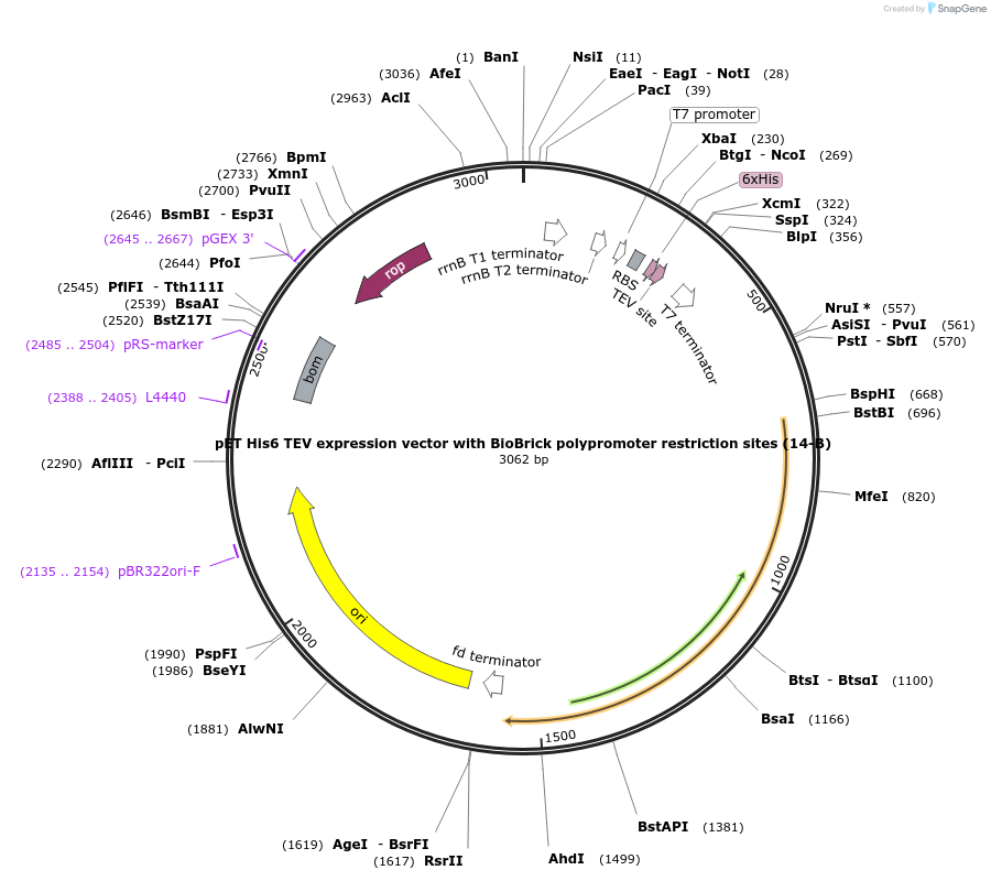 48308-plasmid-map-sequence-id-69790